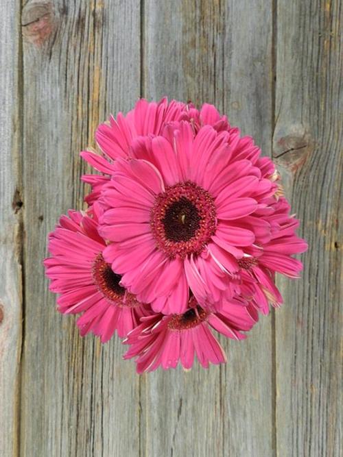 MAILBU HOT PINK GERBERA